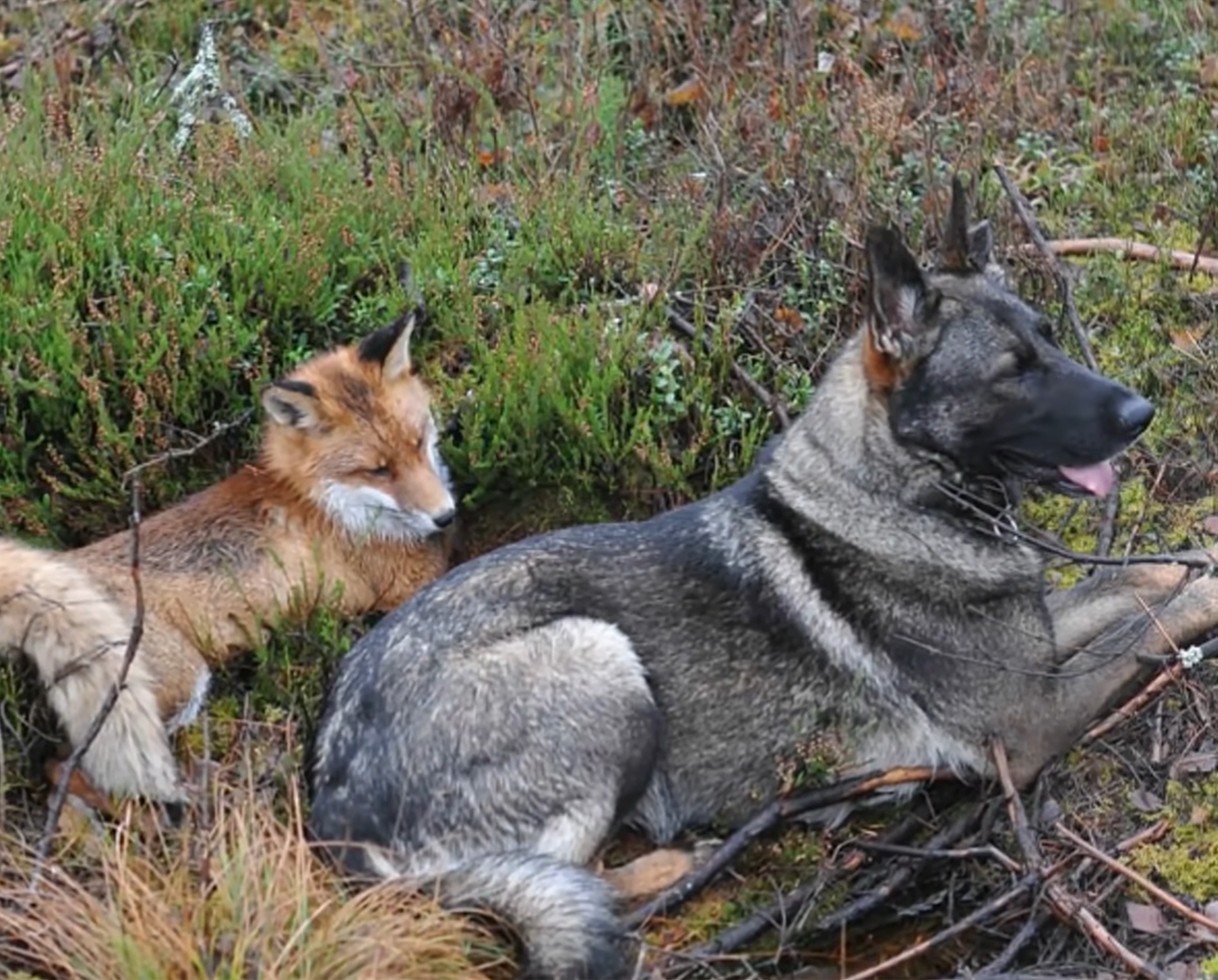 Vučjak Tinni i lisica Sniffer