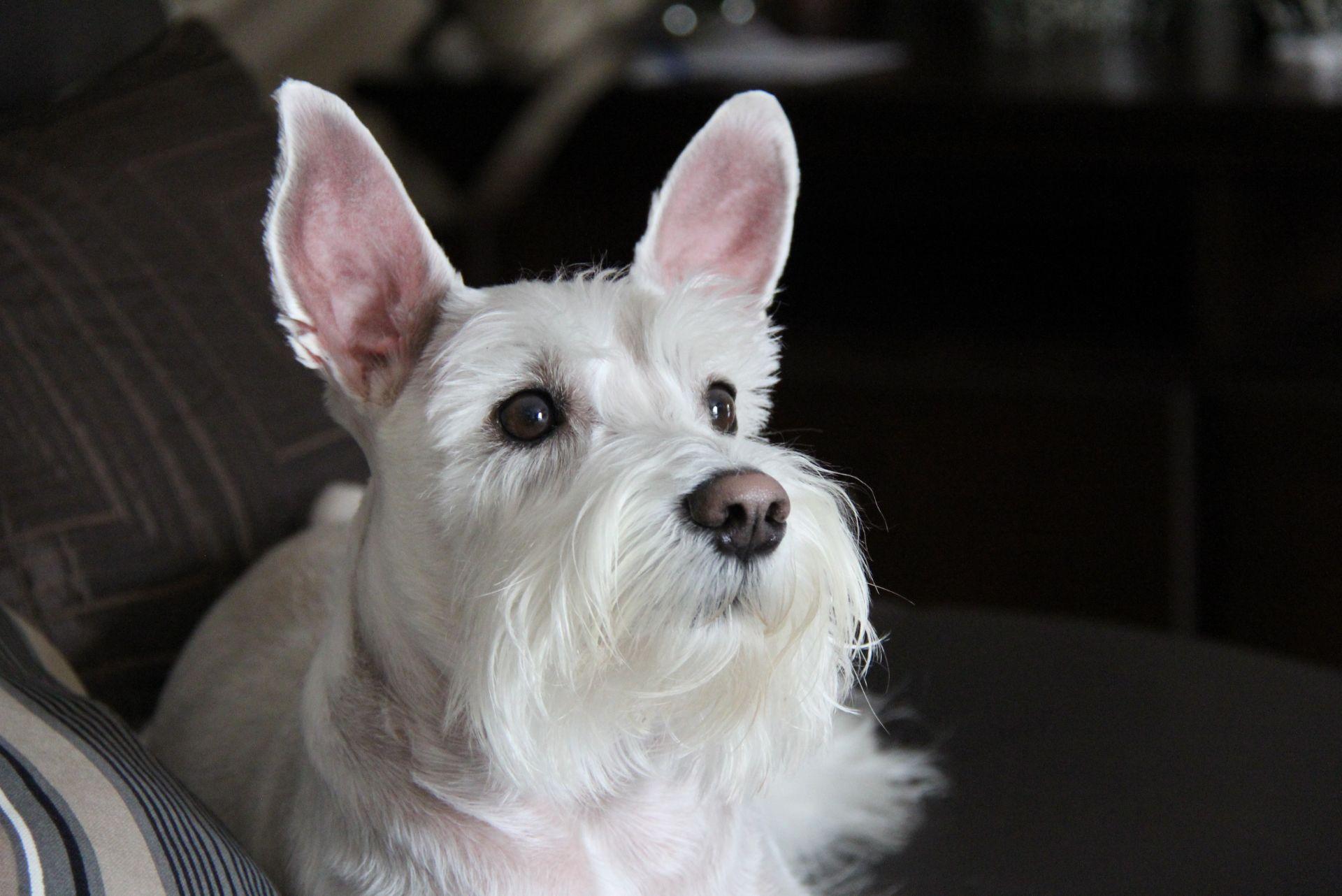 white Miniature Schnauzer puppy