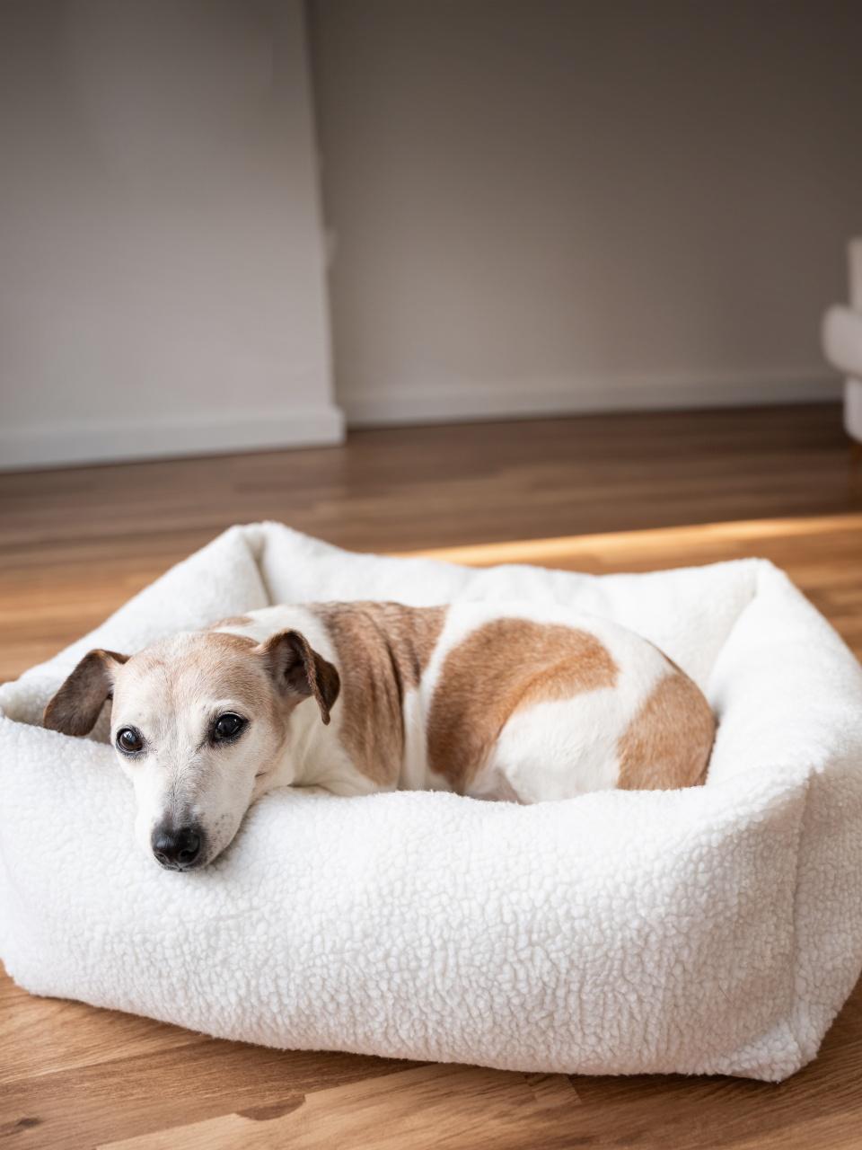 Senior pet Jack Russell terrier relaxing at home in soft white pet bed. cozy home