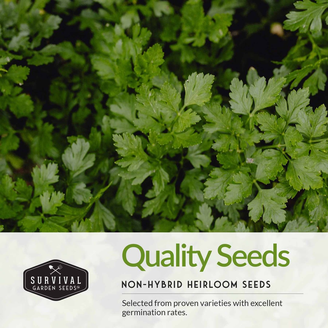 Quality non-hybrid heirloom herb seeds