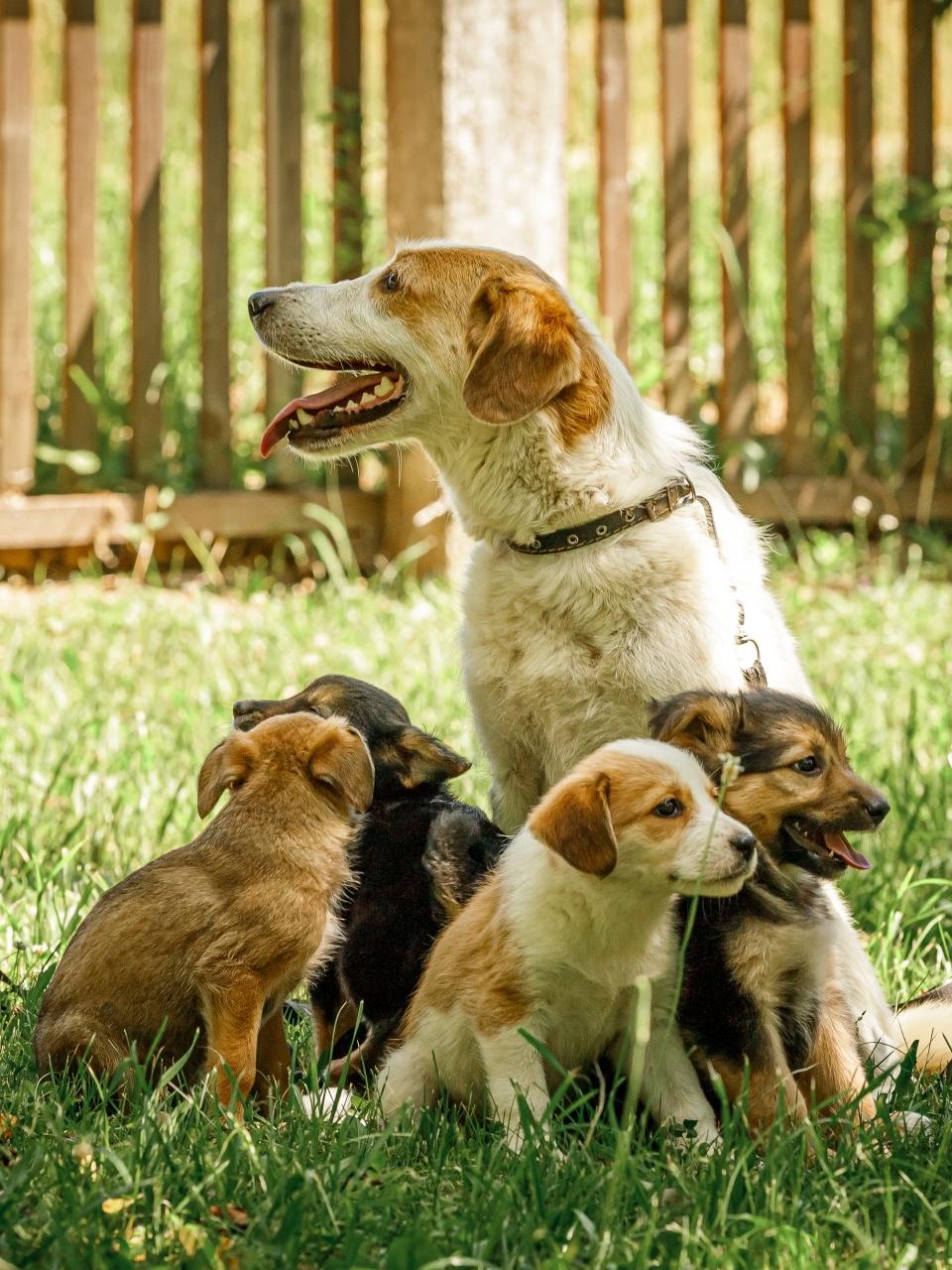 Mother dog take care puppies with love little dogs