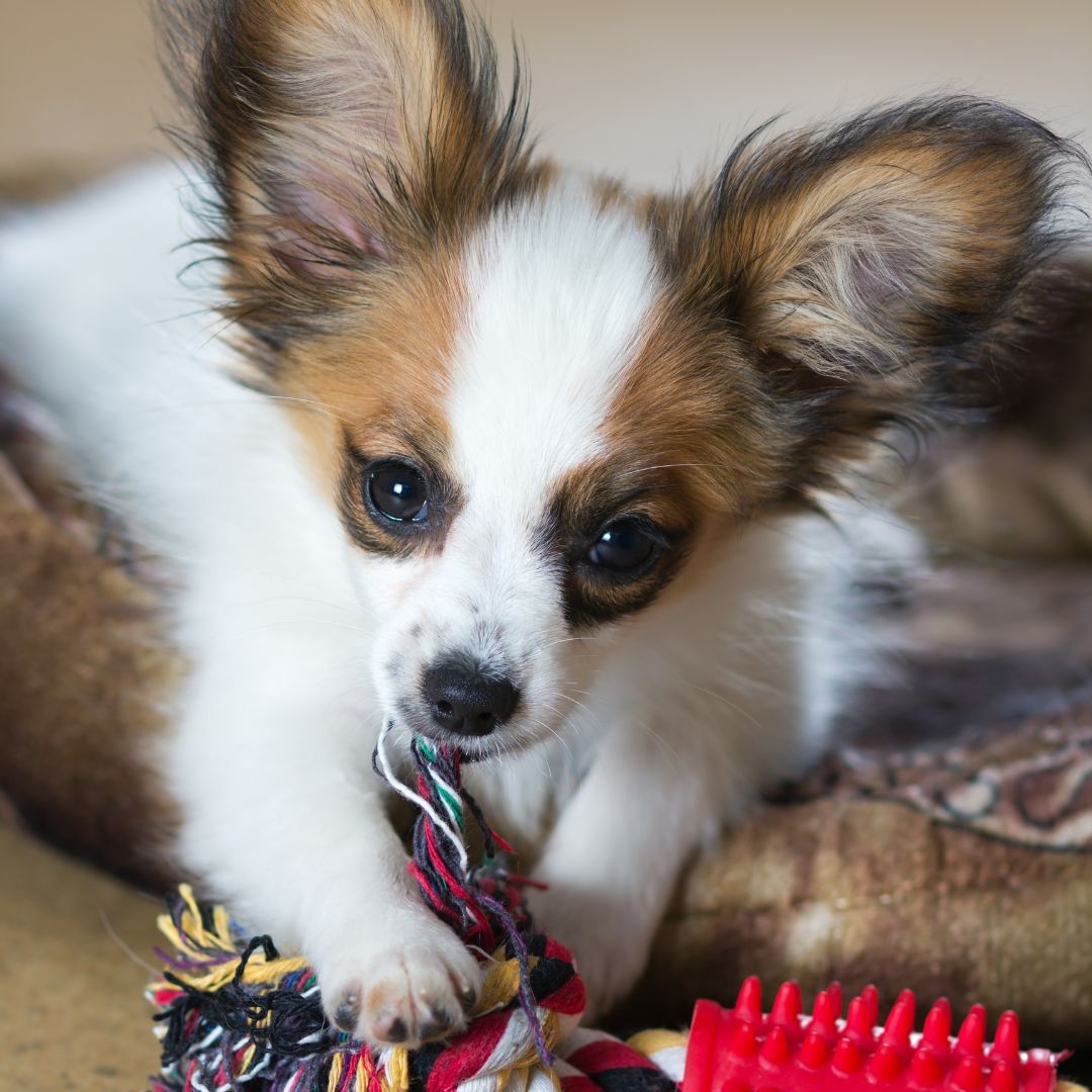 Papillon chewing toy