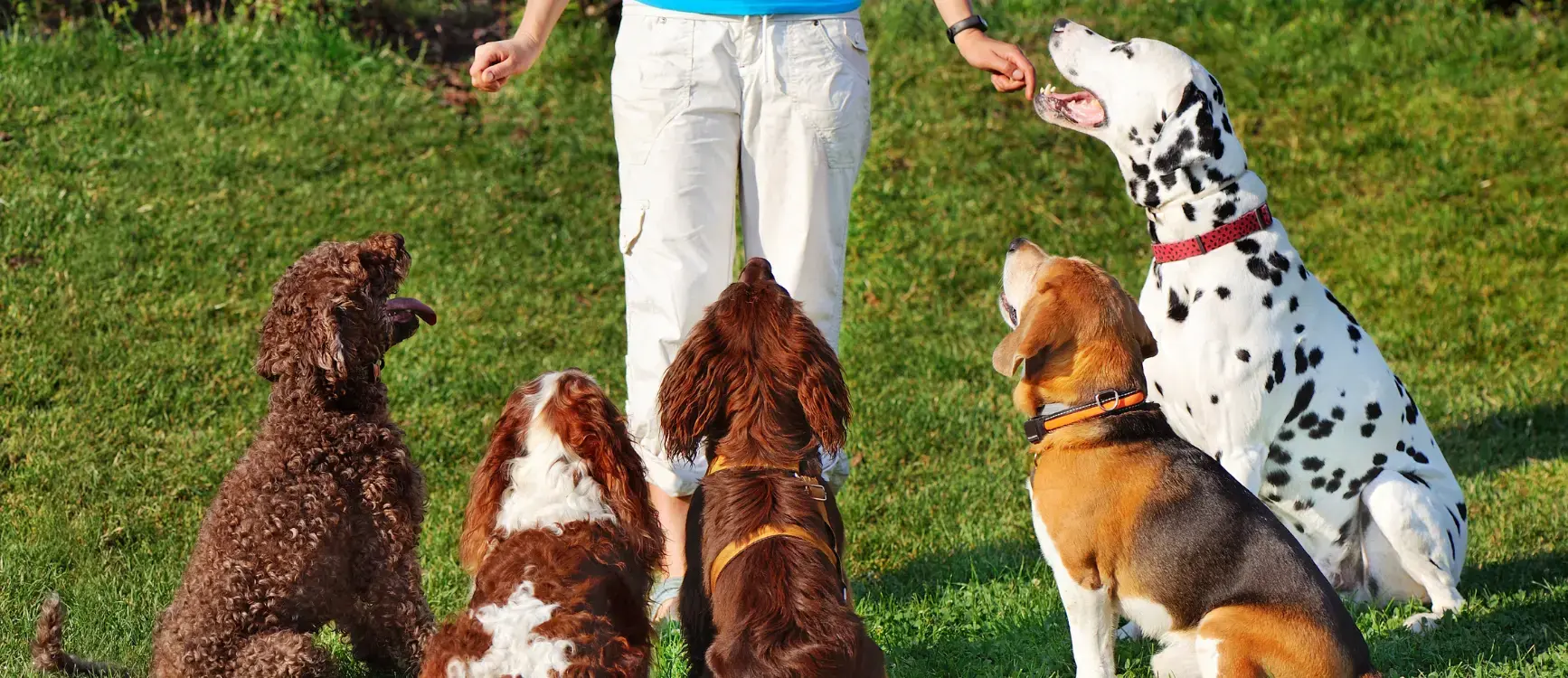 A woman stands in front of five dogs, demonstrating training techniques in an outdoor setting.
