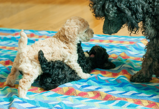 POODLE PUPPIES PLAYING