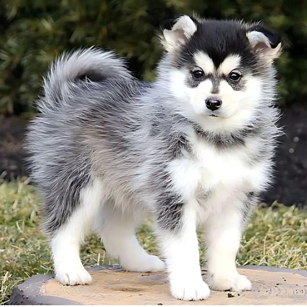 pomsky dog outdoor