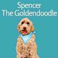 Door Buddy featured on Spencer The Goldendoodle