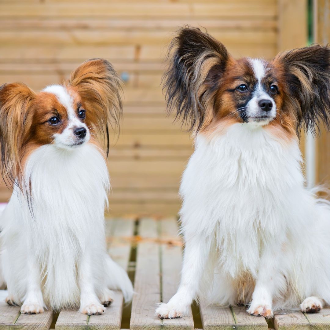 Two Papillons sitting on decking