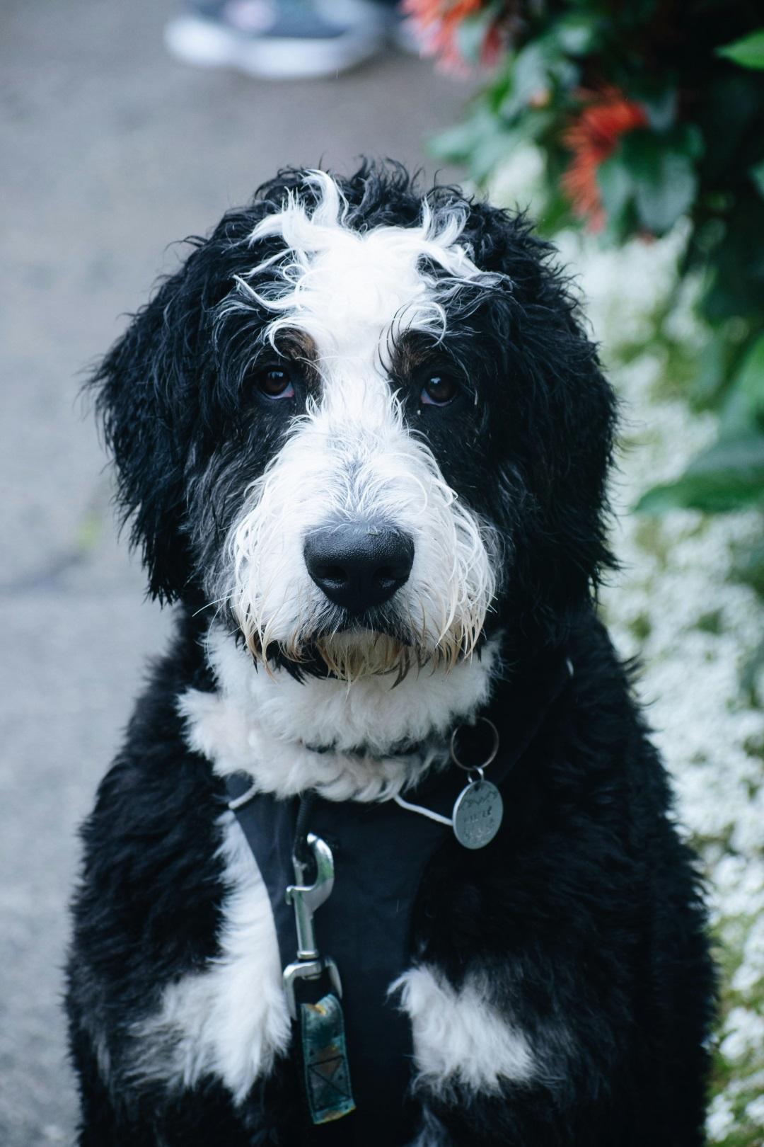 Bernedoodle