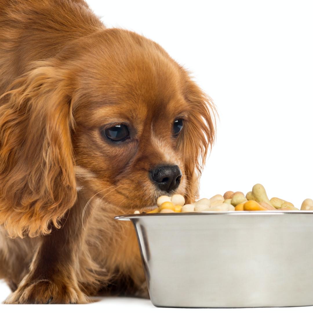 Cavalier King Charles Spaniel puppy eating from a bowl