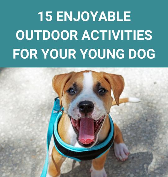 15 Enjoyable Outdoor Activities For Your Young Dog - Potty Buddy™