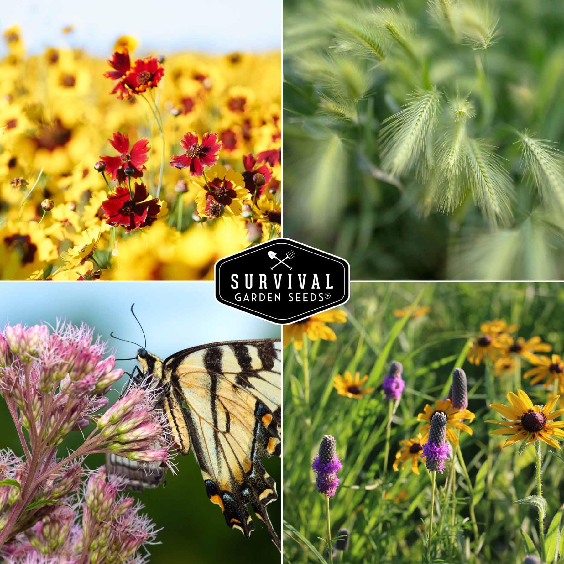 native grasses and flowers