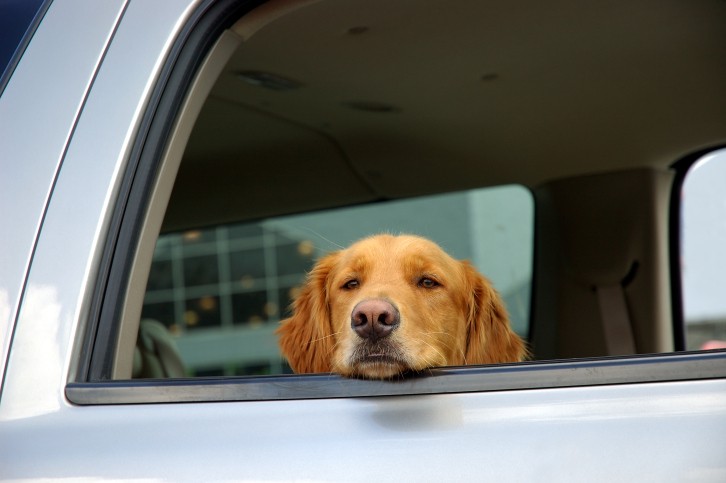 How to Deal With Dogs Who Get Carsick