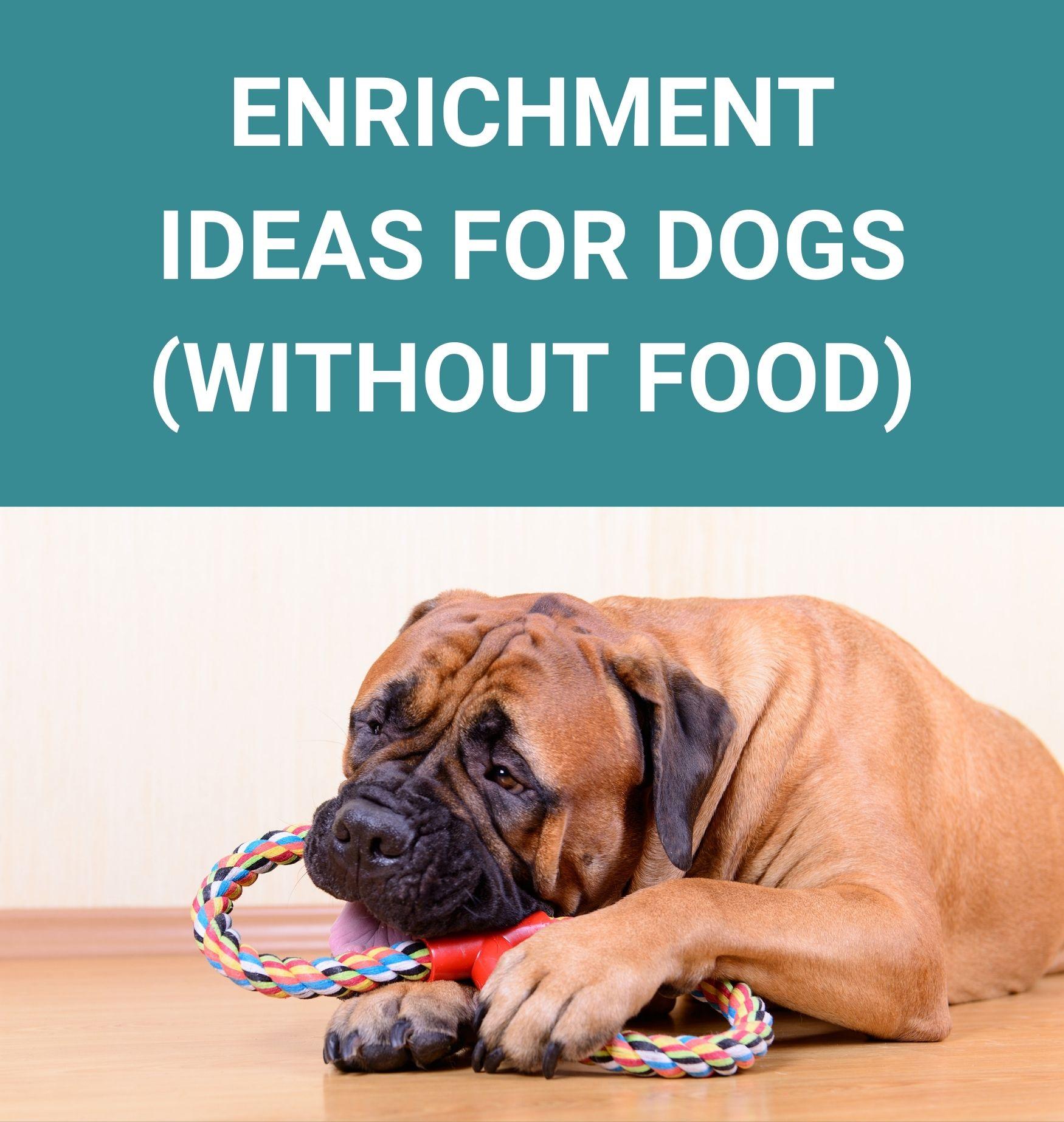 Enrichment Ideas for Dogs (Without Food) Potty Buddy™