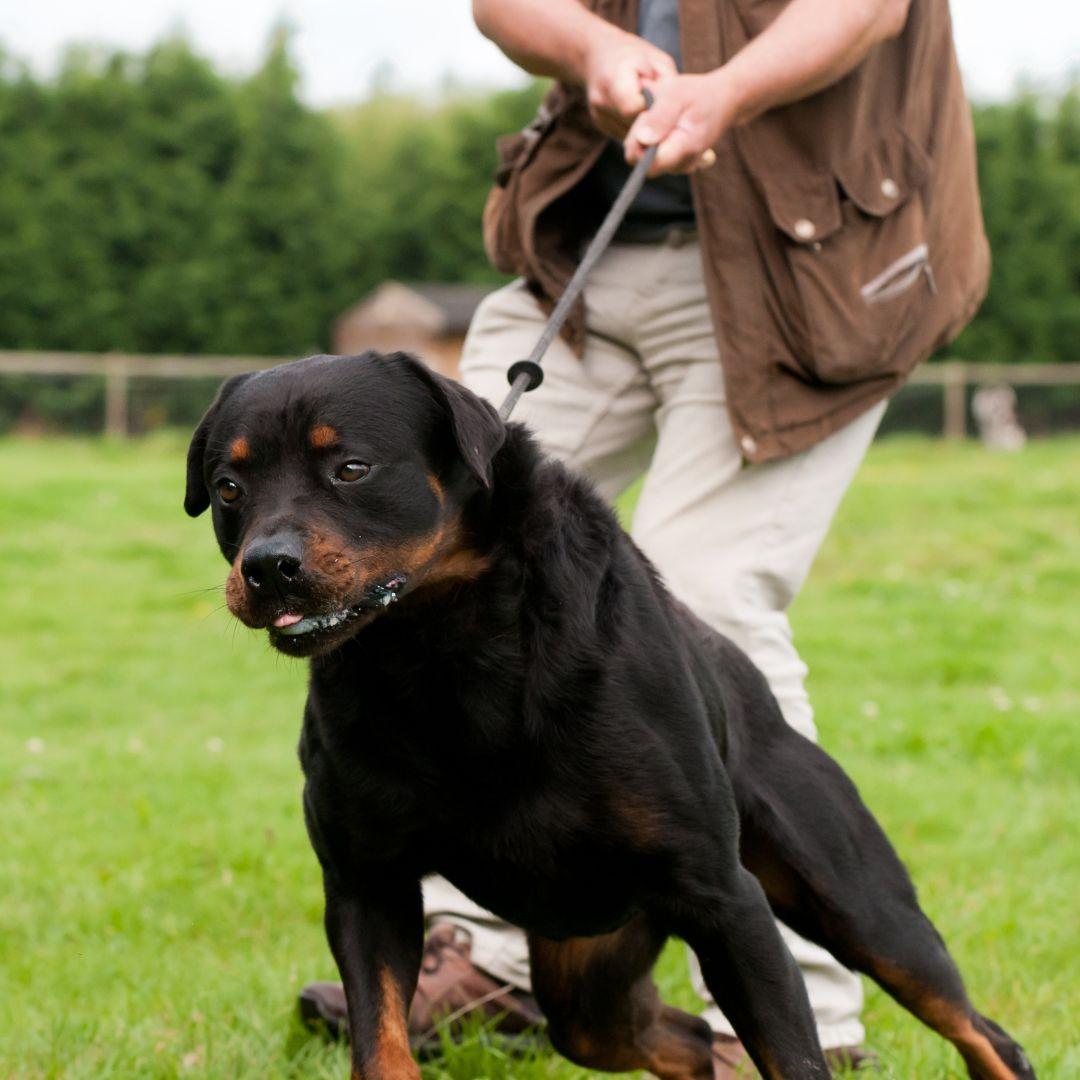 Dog trying to pull person holding leash