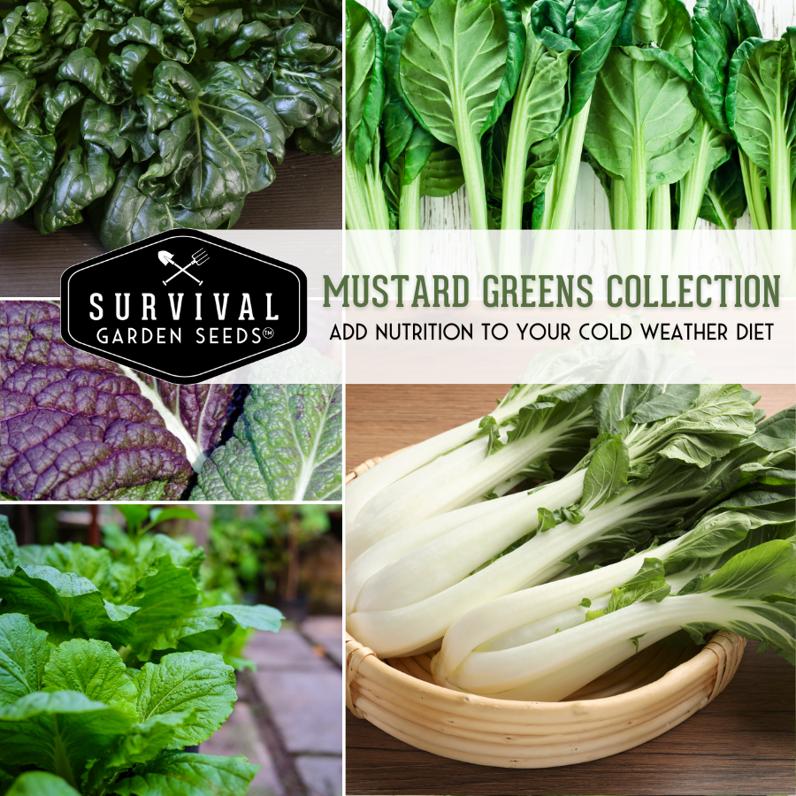 Mustard Green Seed Collection