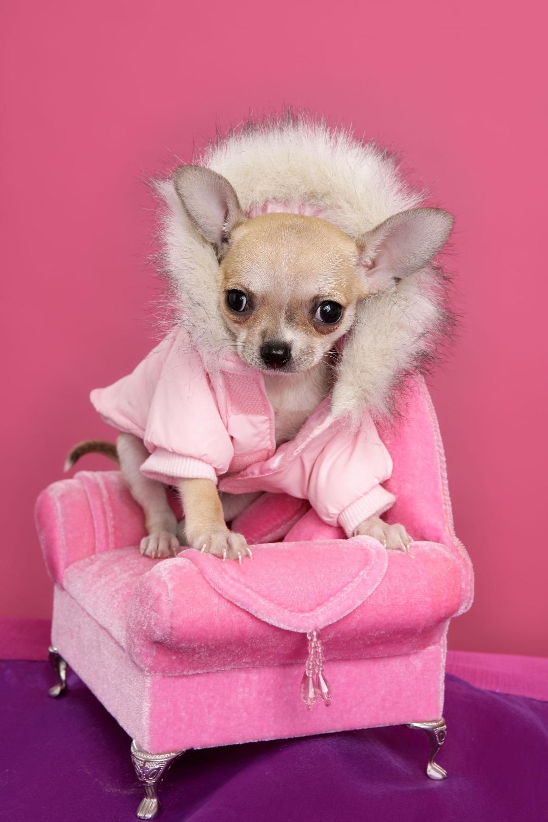 fashion chihuahua dog barbie style sofa armchair