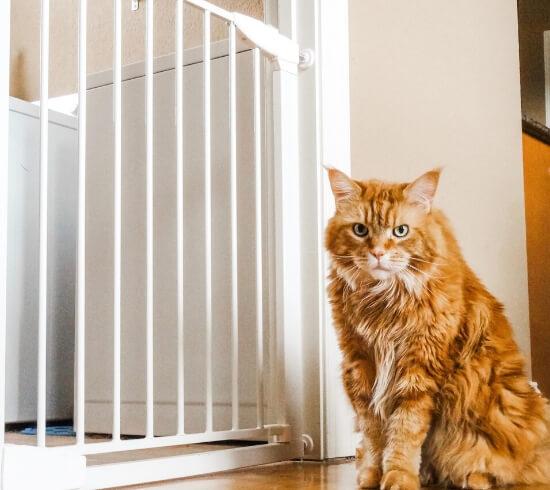 Baby gate to store keep cats out