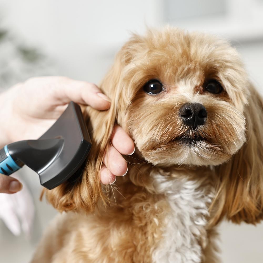 Woman brushing dog's hair against blurred background, closeup. Pet grooming