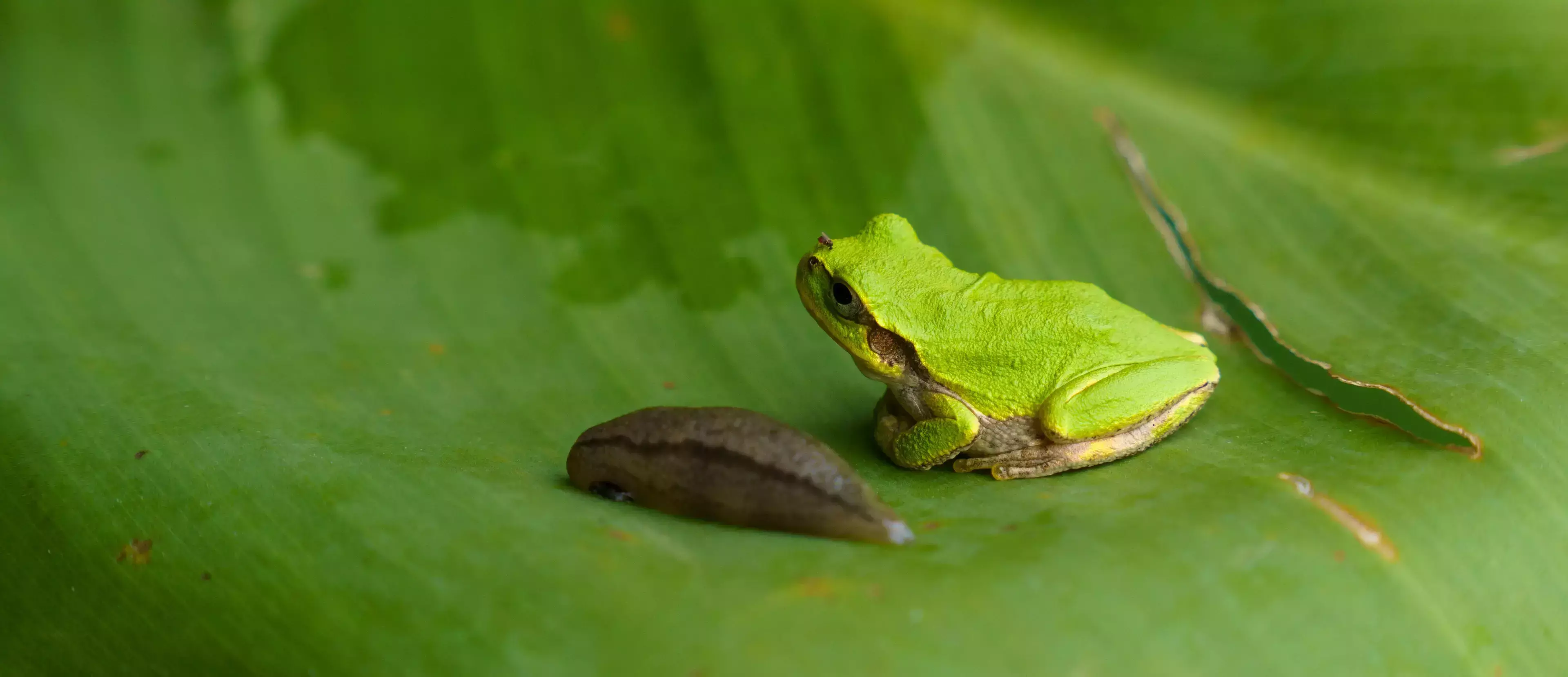 Green tree frog sitting on a leaf beside a garden slug, showing natural predator presence in an eco-friendly garden.
