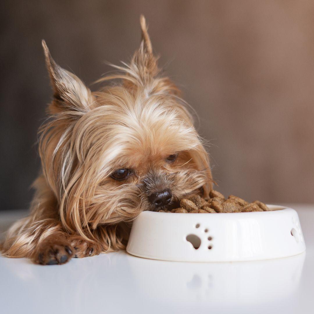 Dog Yorkshire Terrier with a bowl of food, eating food