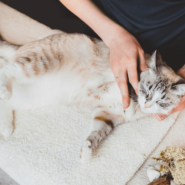 Door Buddy - how to do pet massage