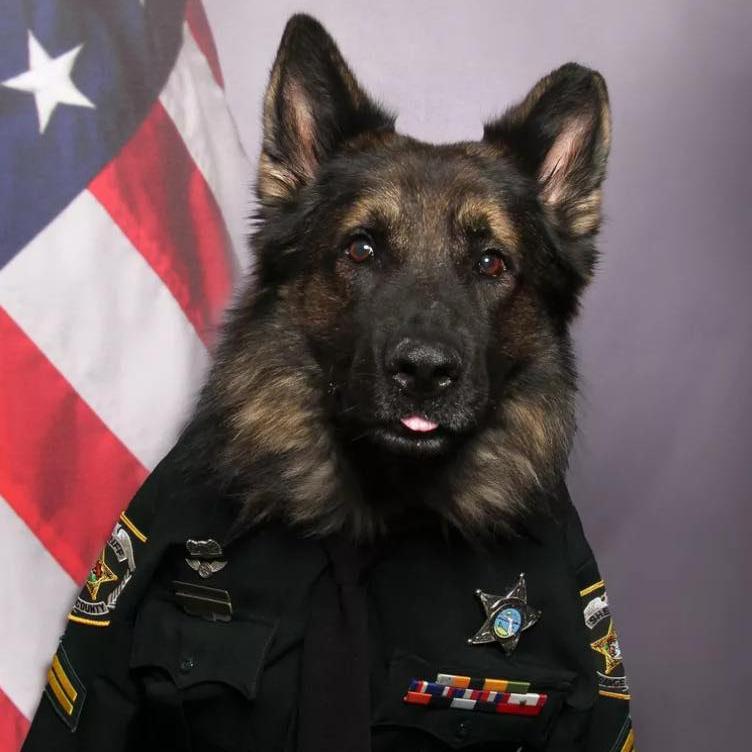 k9 chico in his uniform