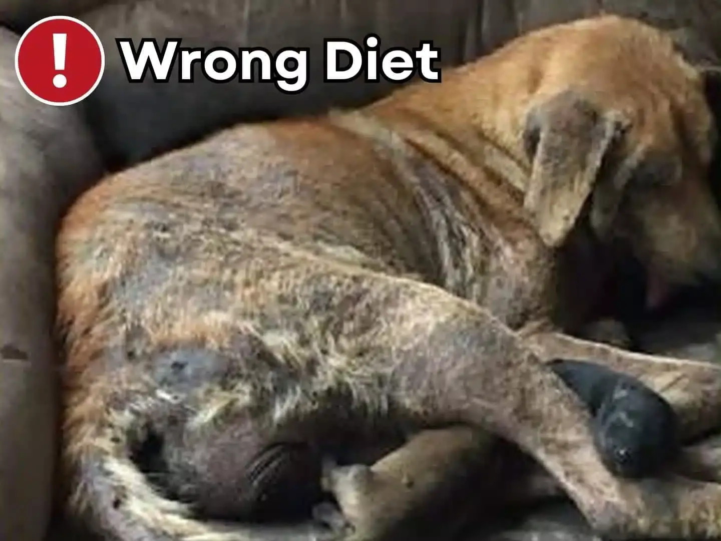 Selvita Canine Wrong Diet
