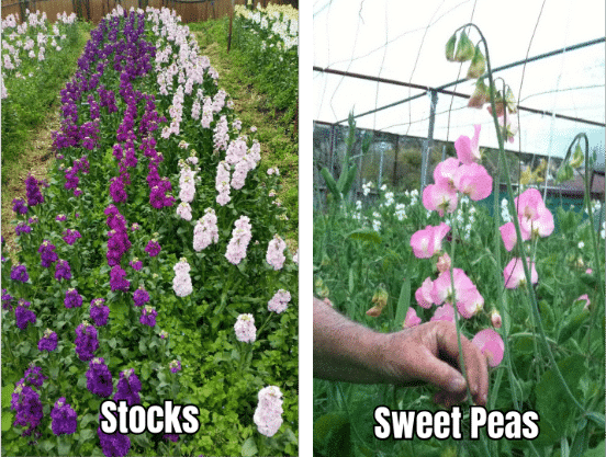 NGI UGF6in1 Stocks and Sweet Peas