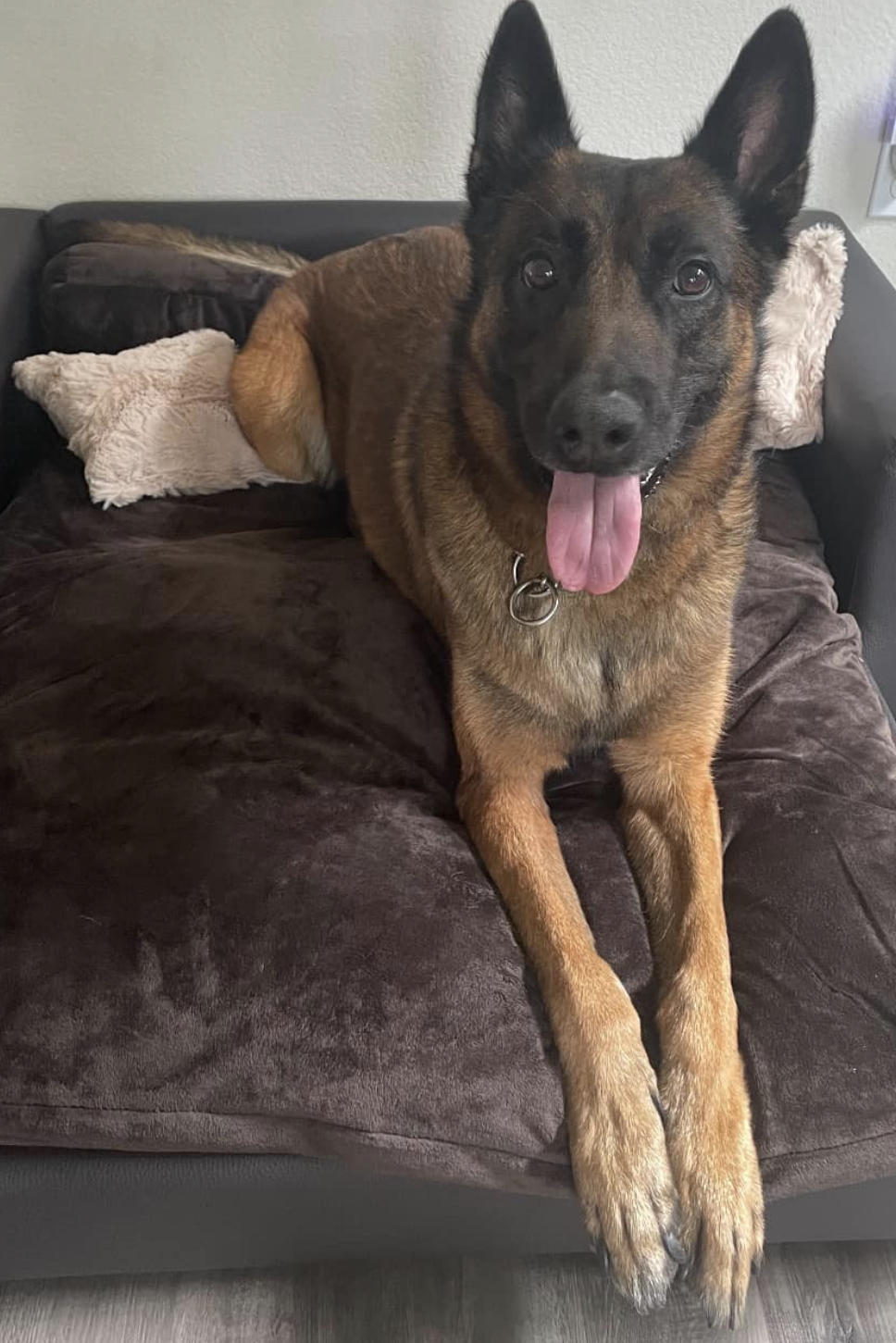 k9 cash on couch