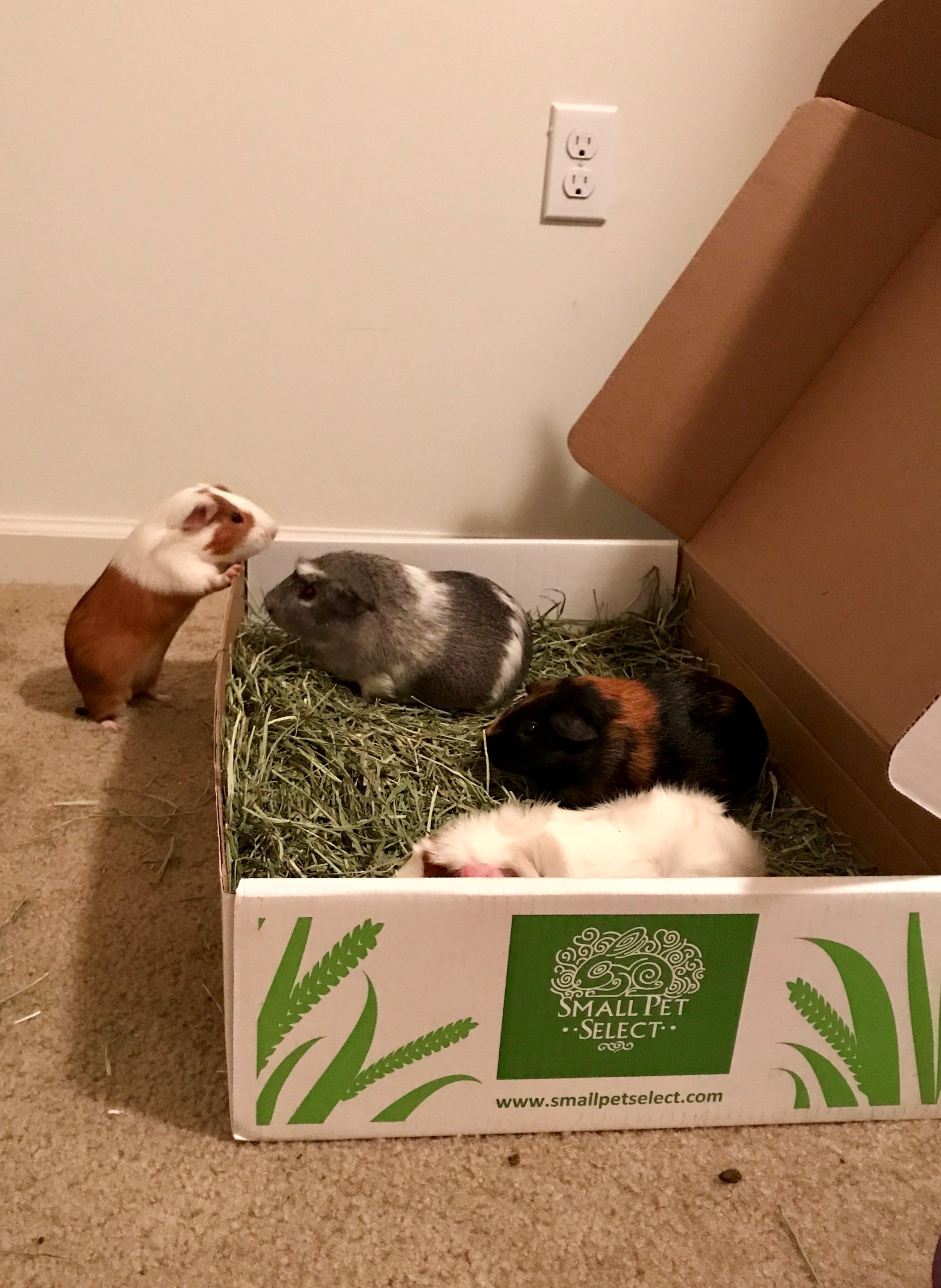 a herd of guinea pigs munching on timothy hay from small pet select