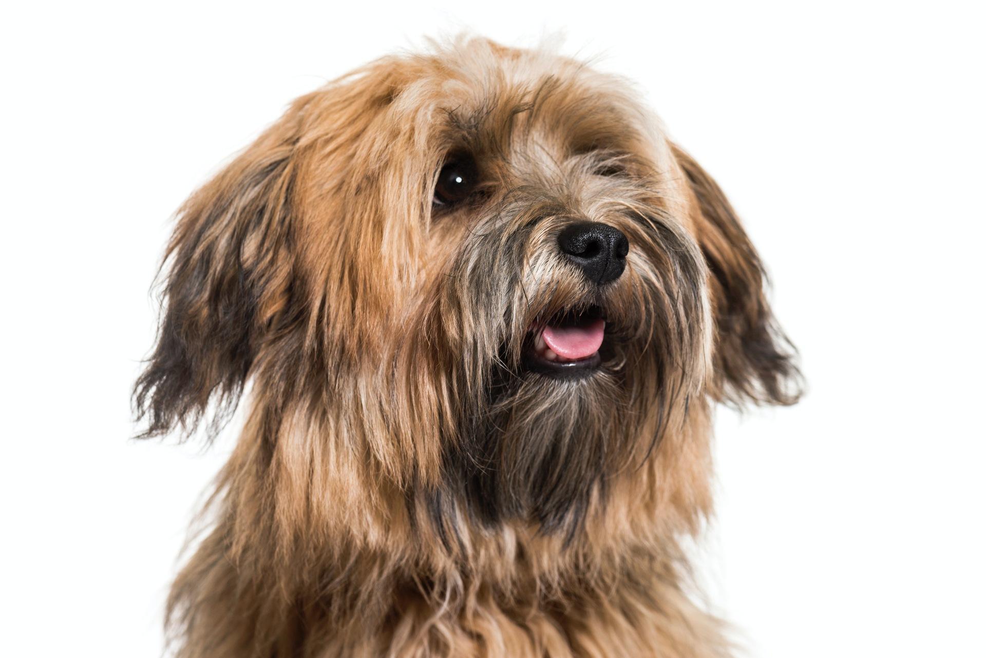 Havanese dog isolated in white background
