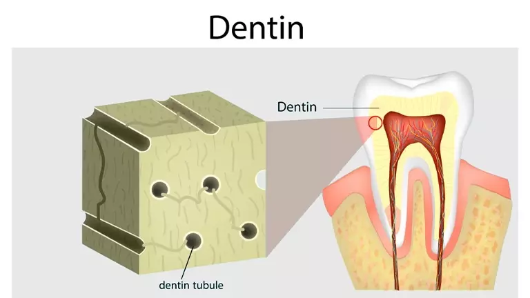 dentin-tubules