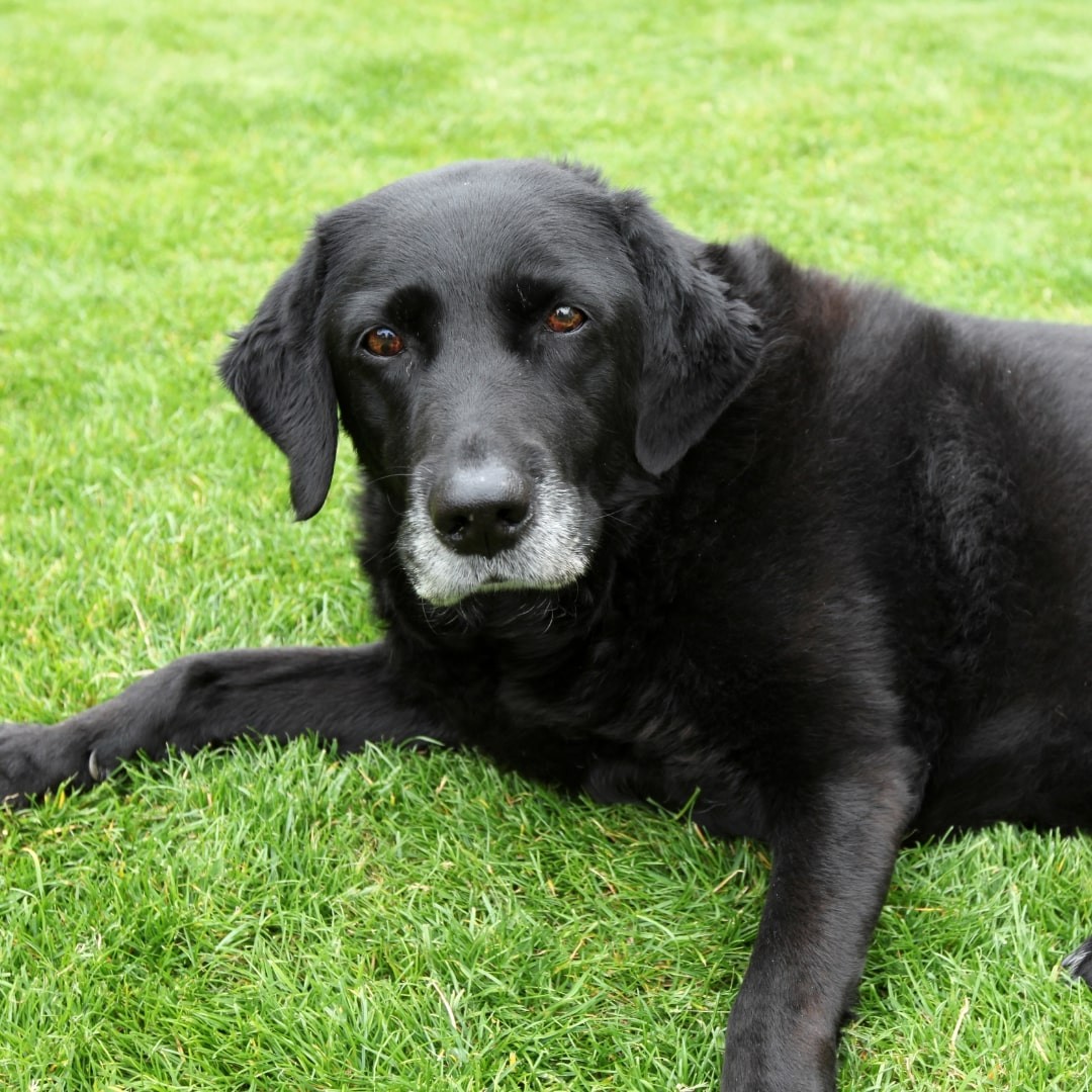 Black senior Labrador dog laying on a green grass