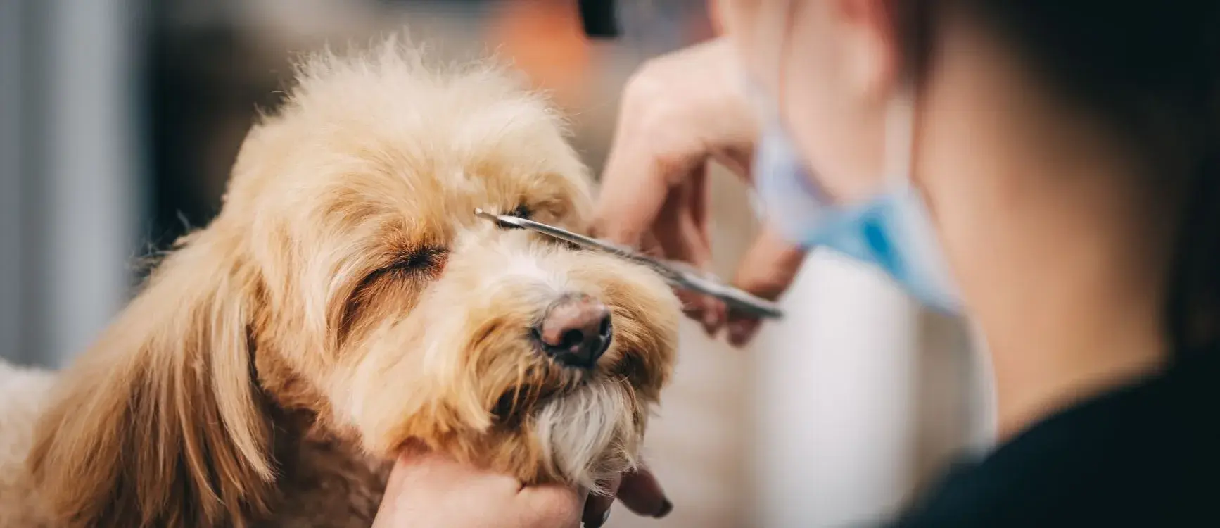 A person grooming a dog, using a brush to remove loose fur during a dog grooming session.