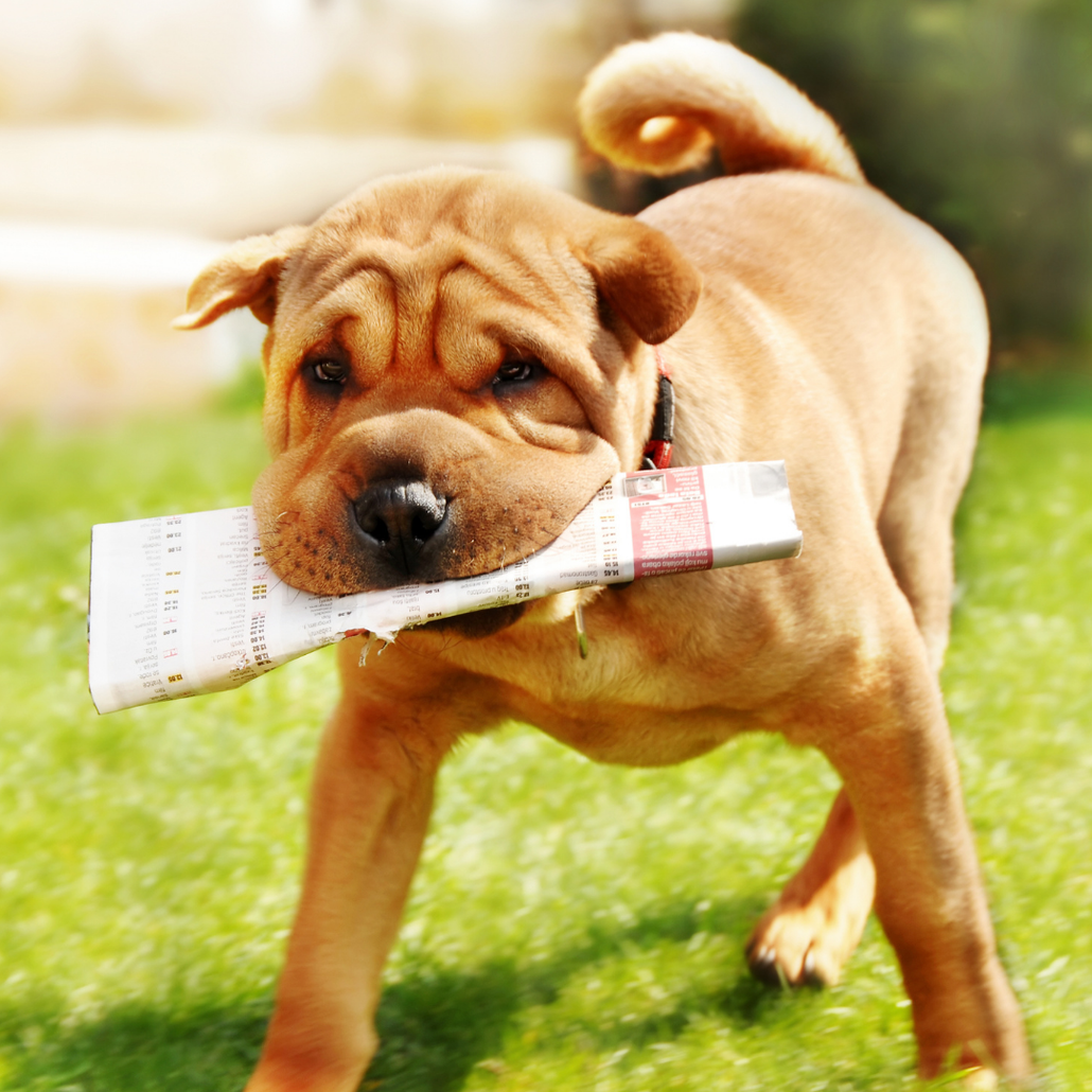 Brown dog carrying a folded paper through its mouth
