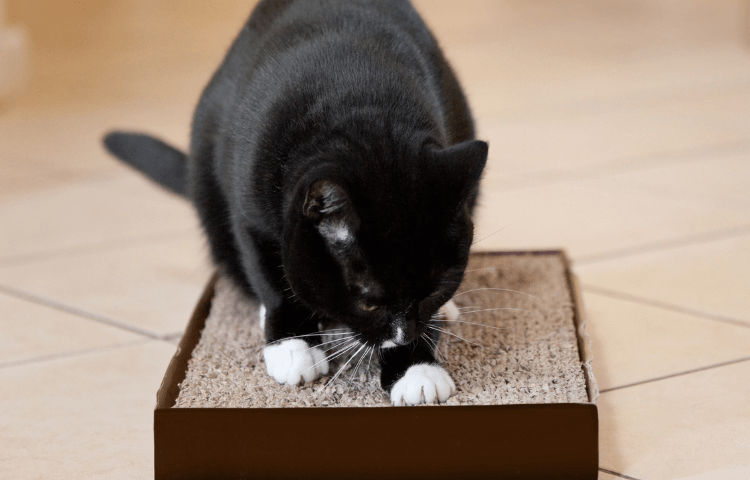 Door Buddy - cardboard cat scratcher