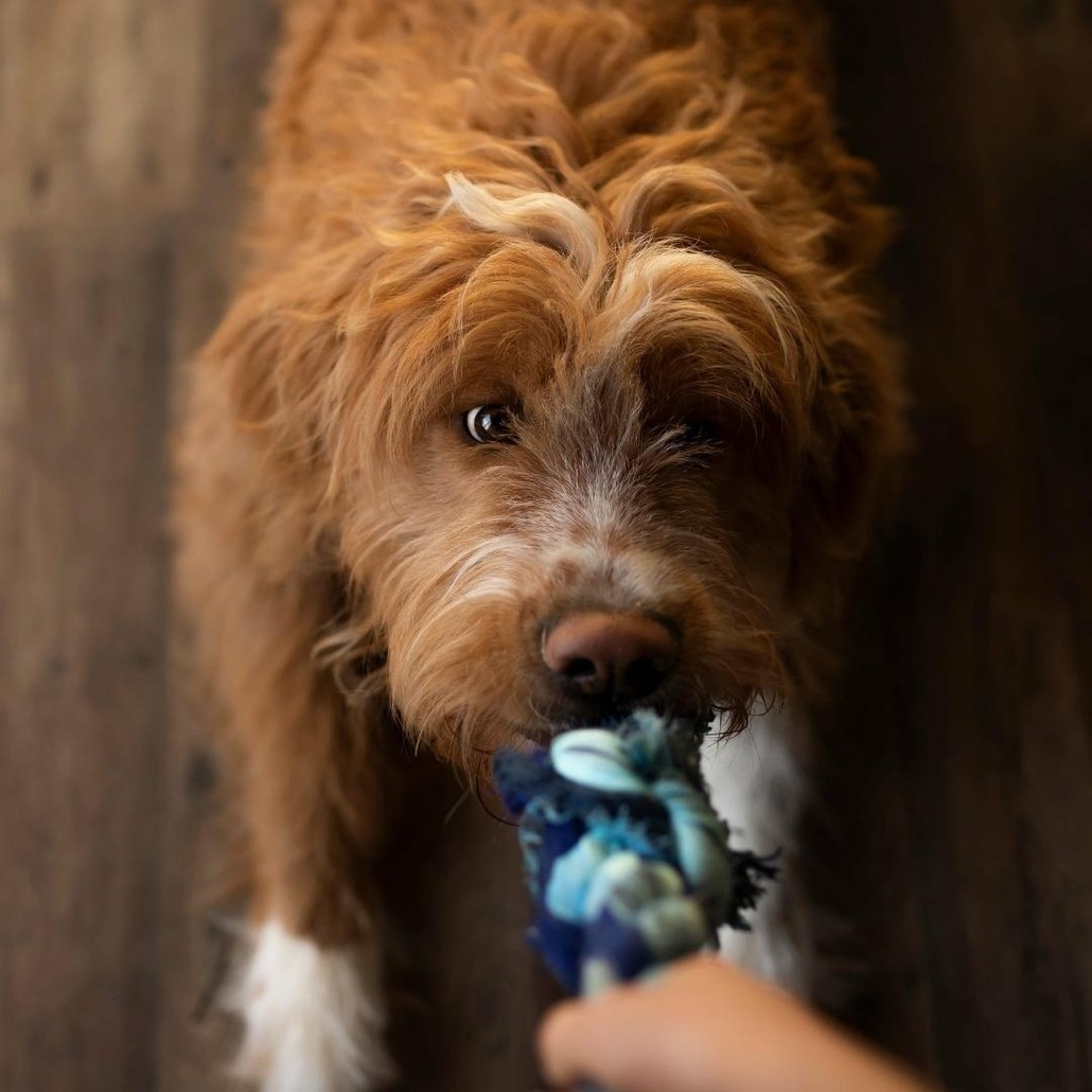 Brown dog sniffing a blue toy