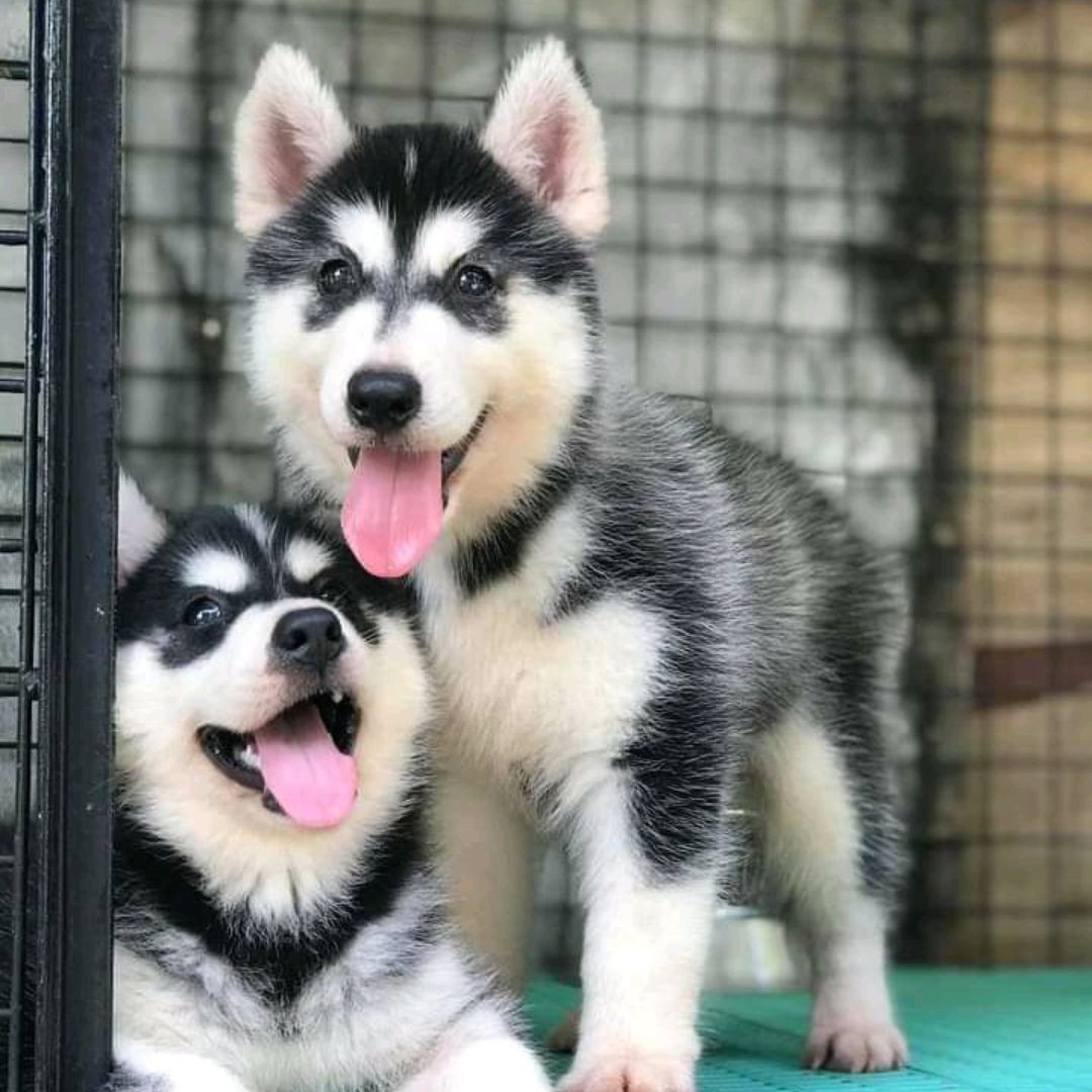 Two husky puppies