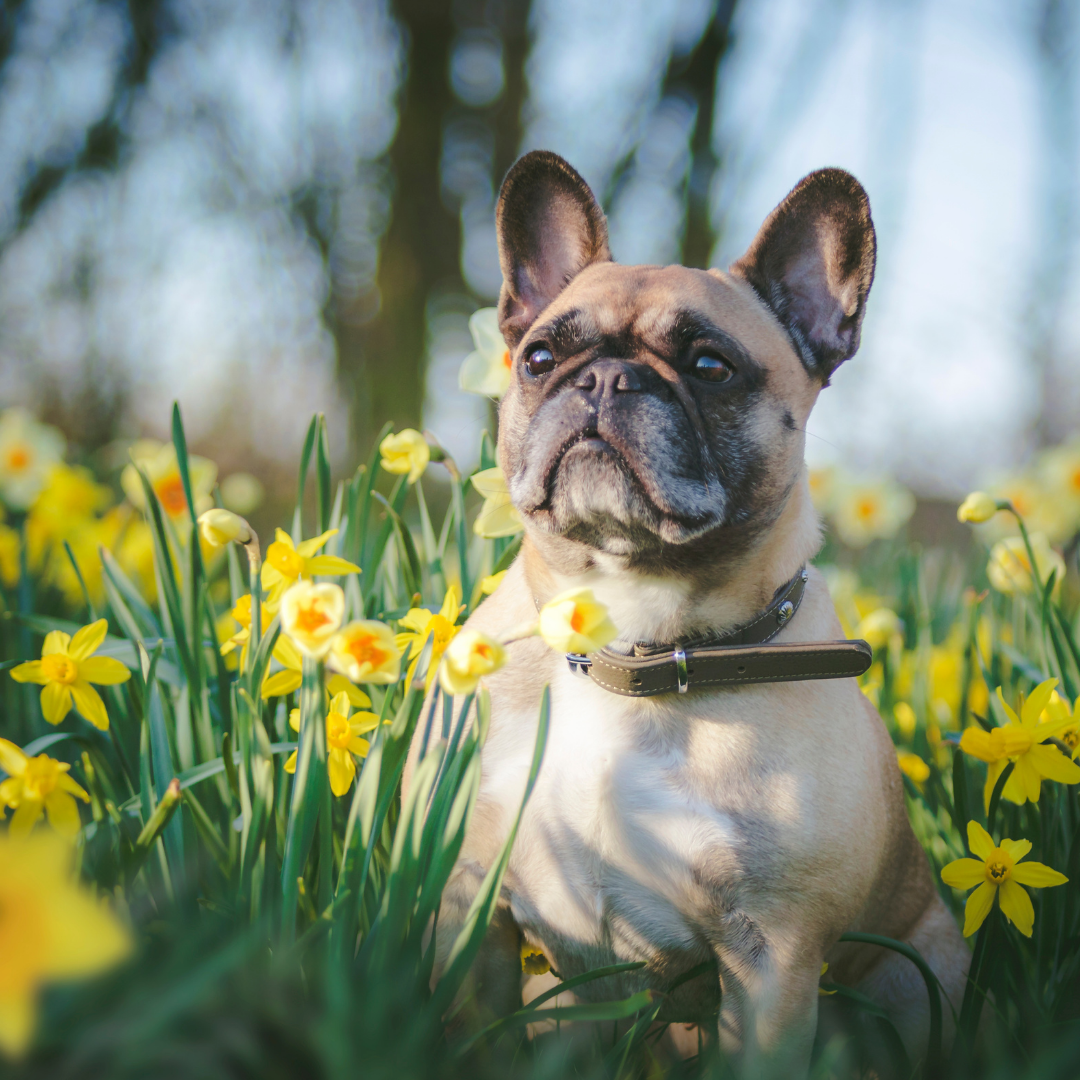Dog in the midst of daffodils