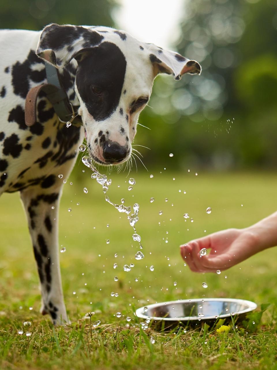 Dalmatian dog drinks water from a metal bowl, animal care