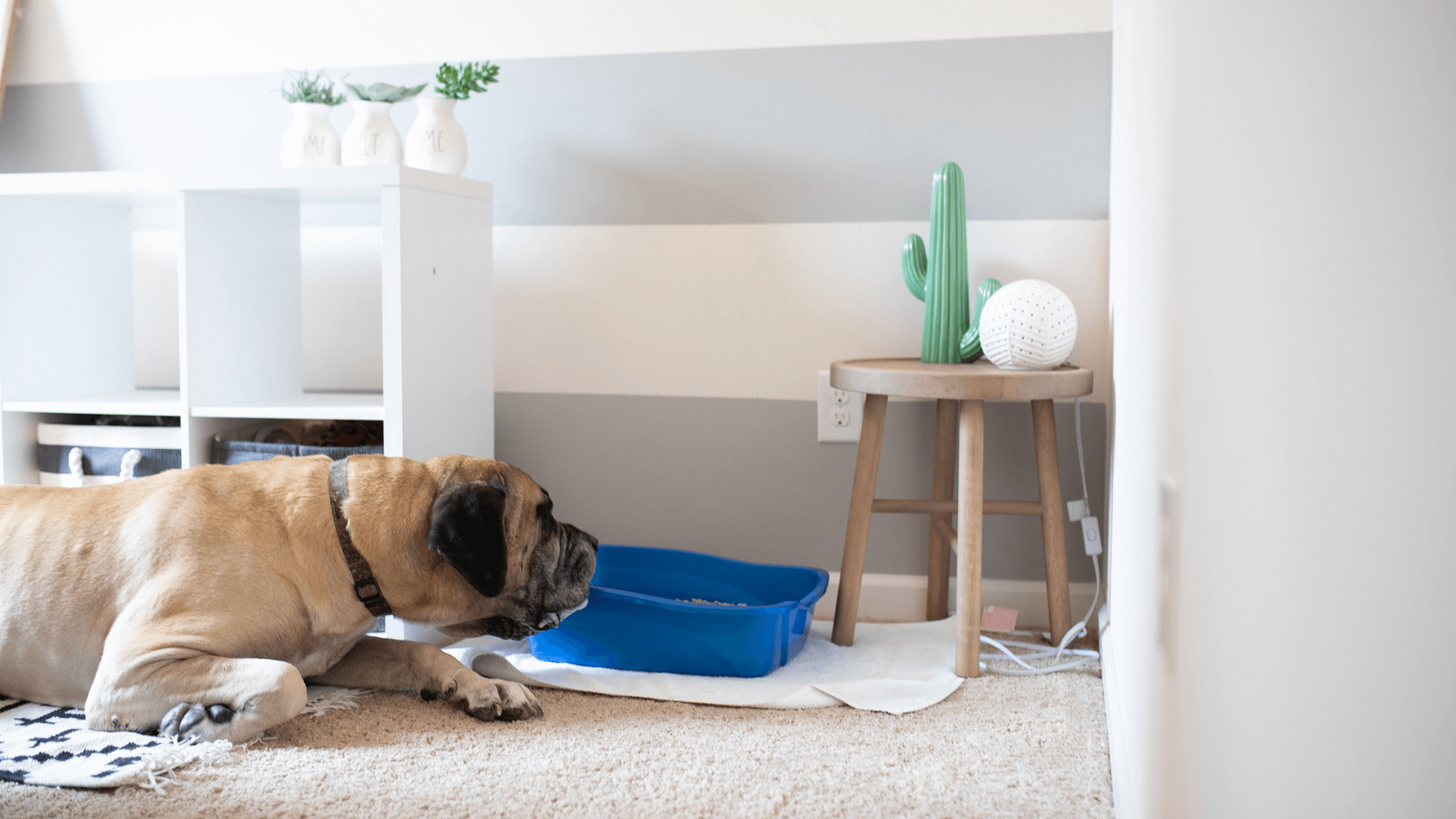 How to Keep Dog Out of Litter Box – Door Buddy