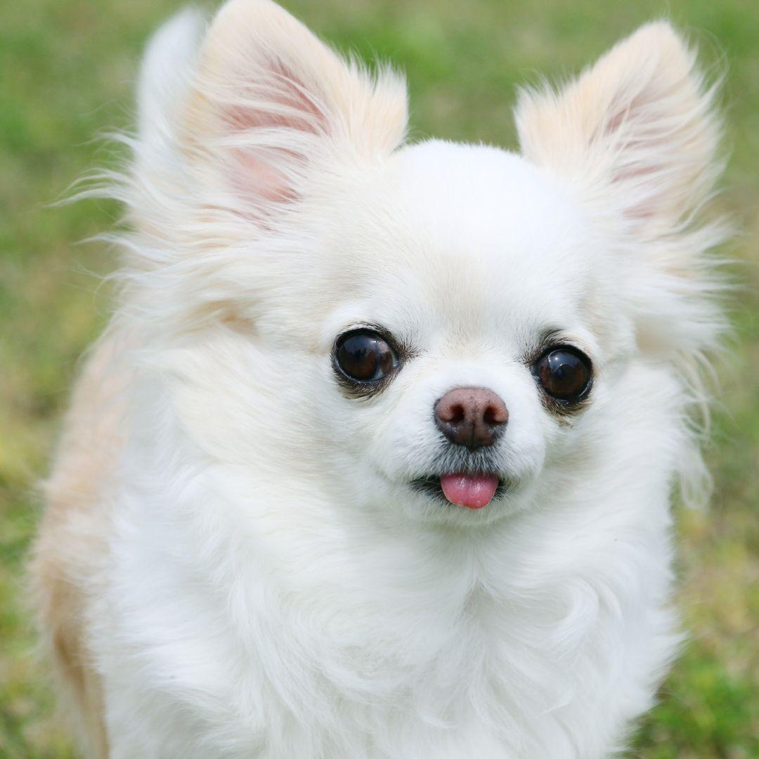 Cute white Chihuahua