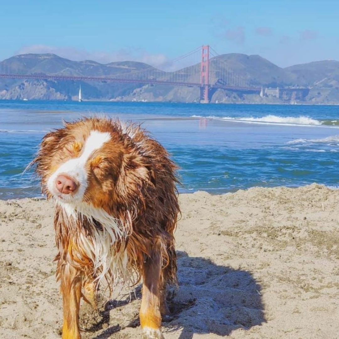 Wet dog near a shore in San Francisco California
