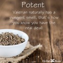 image shows a wooden table with a white bowl sitting on a small piece of burlap. In the white bowl is filled with valerian root. the text on the image says potent. Valerian naturally has a pungent smell, that's how you know you have the real deal!