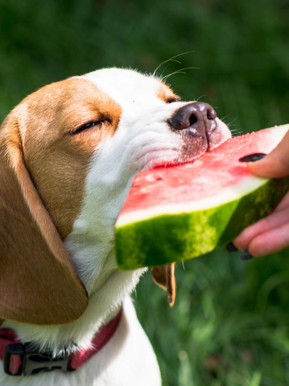 Portrait of cute beagle dog eating watermelon on a green meadow