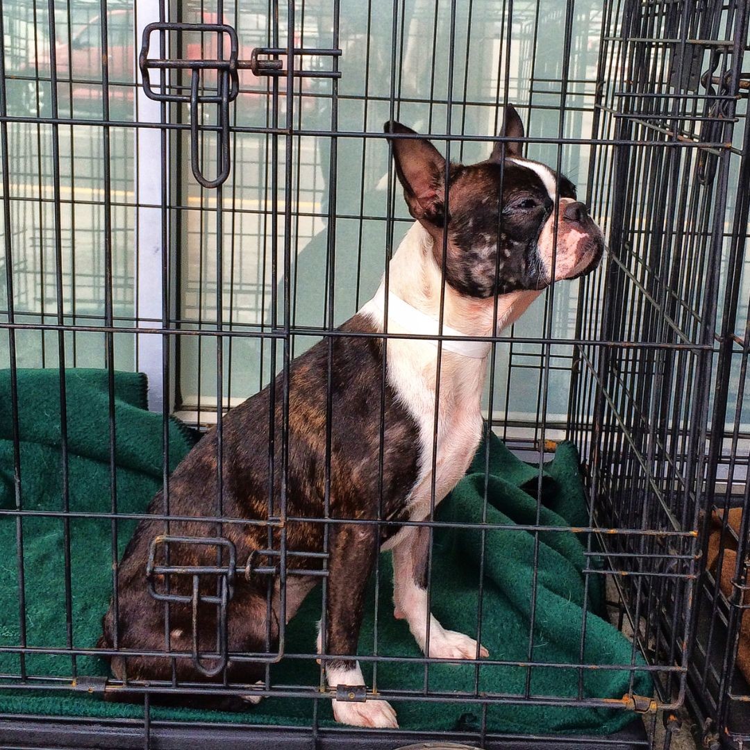 Frenchie in dog crate