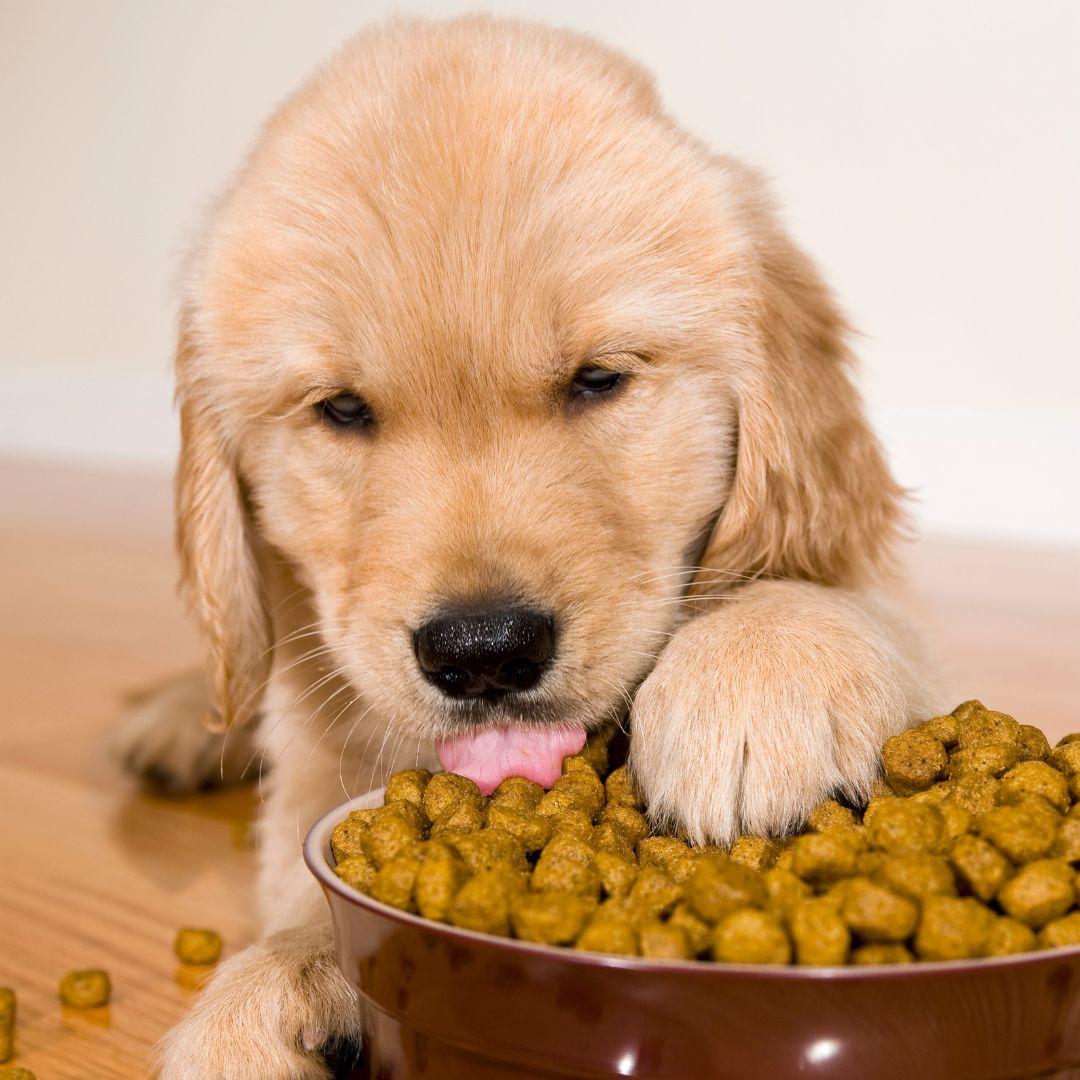 Puppy eating