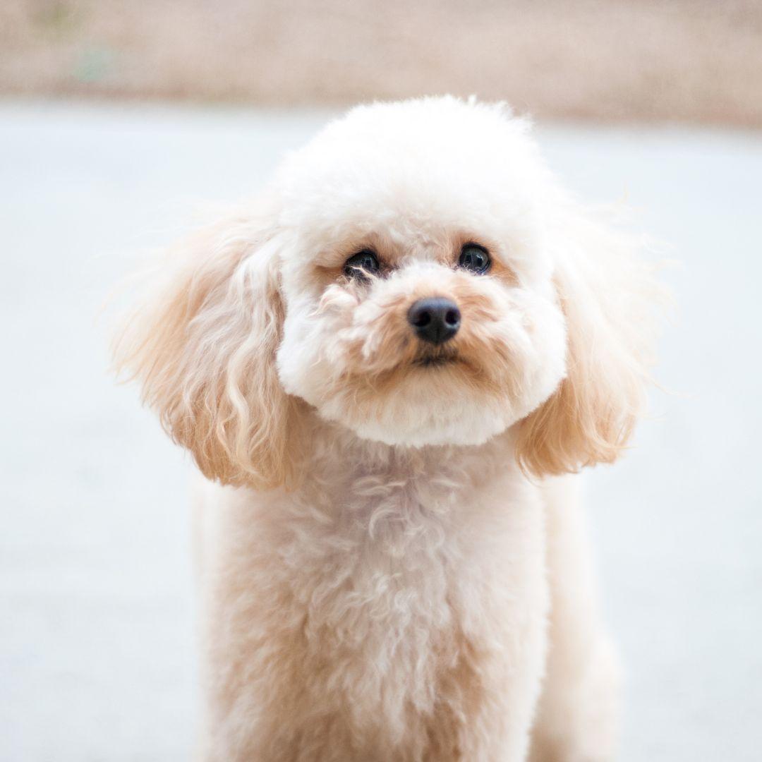 Toy Poodle puppy