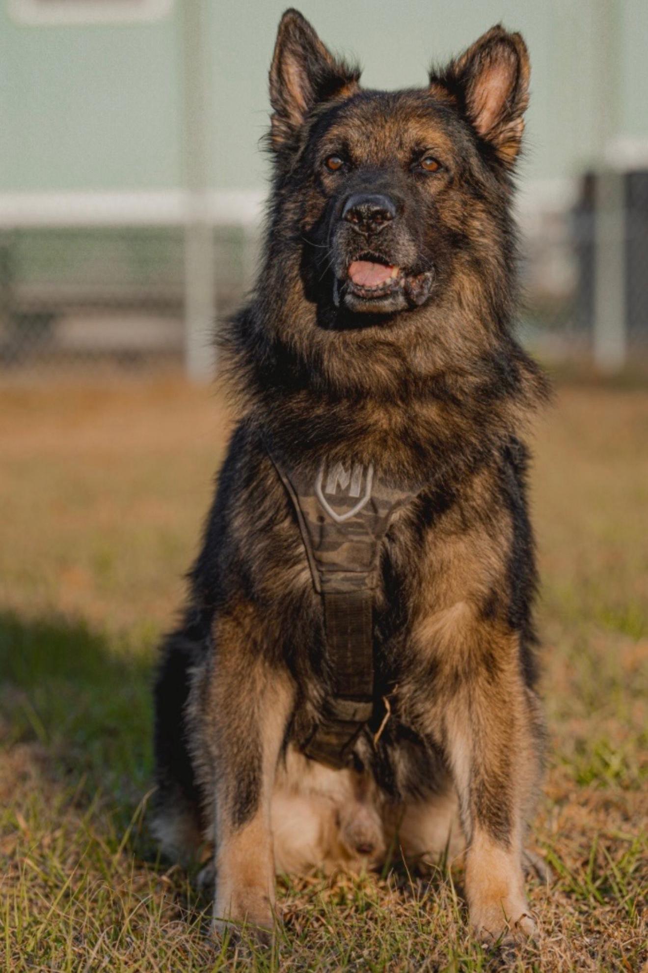 k9 chico