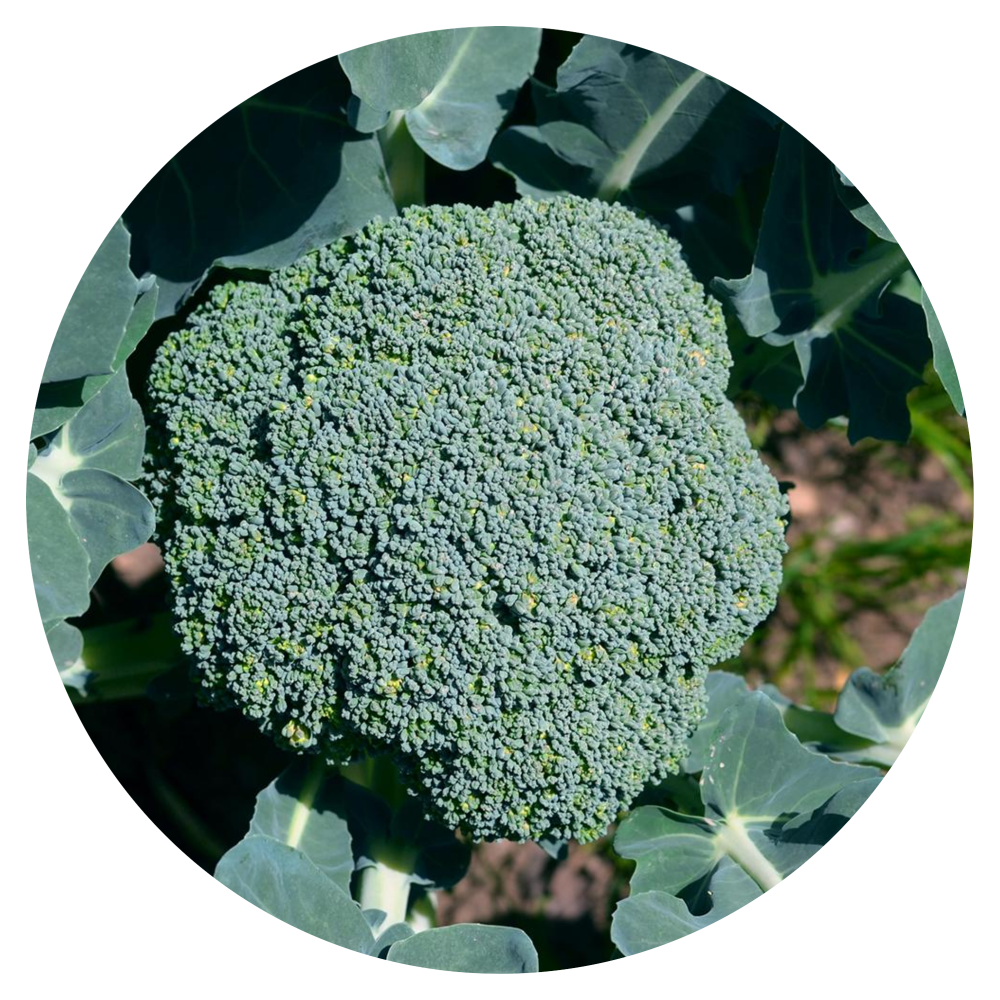Waltham 29 Broccoli Plant